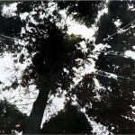 2015　樹冠・下和田の森