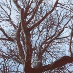 tokuhiro-ao2016　162×194cm 