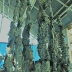 第96回2022 PLANS-PLANS　花は天をめざし、根は境界線を越える 250x120ｘ120cm 安山岩